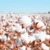 coton vs lingette lavable